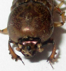 Euoniticellus intermedius