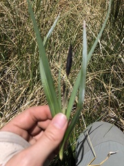Carex nebrascensis