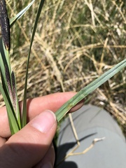 Carex nebrascensis