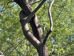 Colaptes