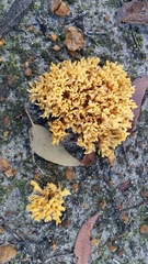 Ramaria capitata