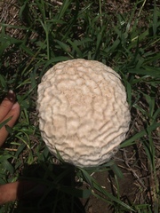 Calvatia lilacina
