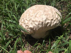 Calvatia lilacina