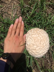 Calvatia lilacina