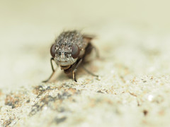 Paralimna punctipennis