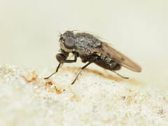 Paralimna punctipennis