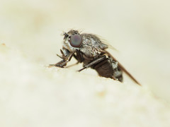 Paralimna punctipennis