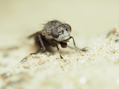 Paralimna punctipennis