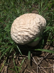 Calvatia lilacina