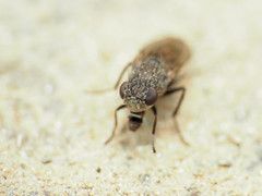 Paralimna punctipennis