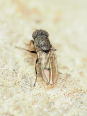 Paralimna punctipennis