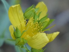 Hypericum concinnum