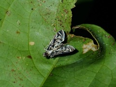 Rhimphalea