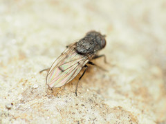 Paralimna punctipennis