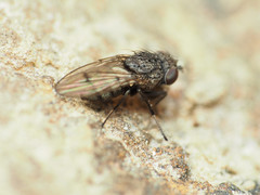 Paralimna punctipennis
