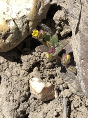 Phacelia monoensis