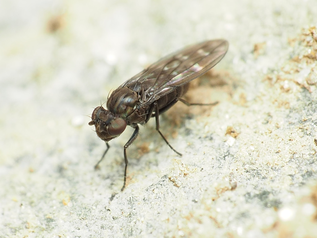 Shore fly