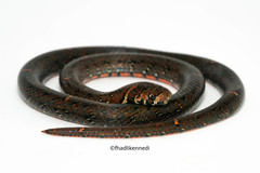 Oligodon bitorquatus