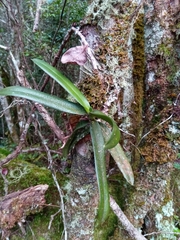 Angraecum compactum image