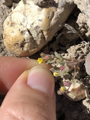 Phacelia monoensis