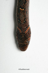 Oligodon bitorquatus