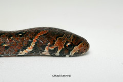 Oligodon bitorquatus