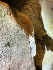 Campaea perlata