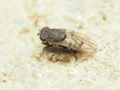 Paralimna punctipennis
