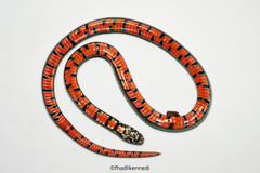 Oligodon bitorquatus