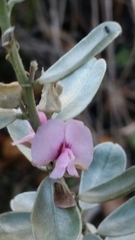 Podalyria sericea