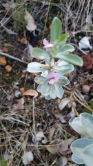 Podalyria sericea