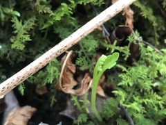 Botrychium tenebrosum