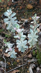 Podalyria sericea