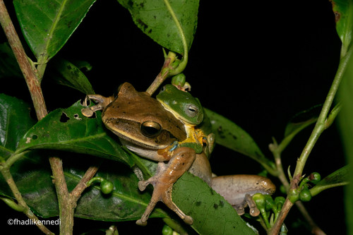 Common Southeast Asian Tree Frog, Bogor, West Java, Indonesia, photo 8 of 10