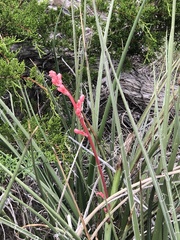 Hesperaloe parviflora