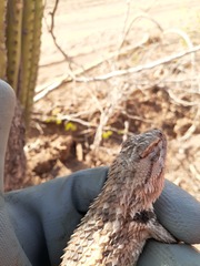 Sceloporus magister