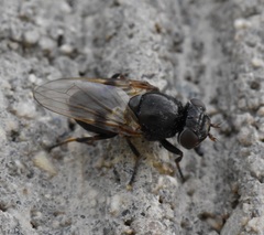 Tetanops myopaeformis