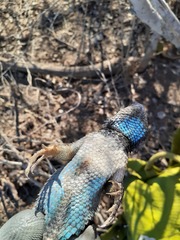 Sceloporus clarkii