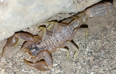 Hottentotta eminii