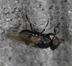 Tetanops myopaeformis