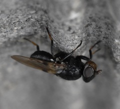 Tetanops myopaeformis
