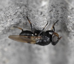 Tetanops myopaeformis