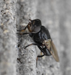 Tetanops myopaeformis