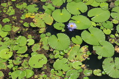 Nymphaea gigantea