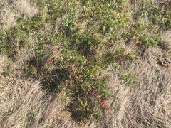 Arctostaphylos cruzensis