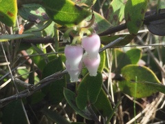 Arctostaphylos cruzensis
