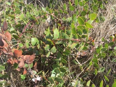 Arctostaphylos cruzensis