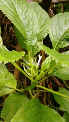 Lobelia physaloides