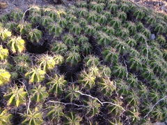 Ferocactus robustus