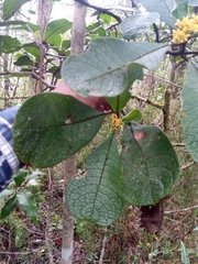 Psychotria macrochlamys image